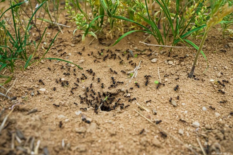 Ant Bites on Dogs: Recognizing Symptoms and Safe Treatment