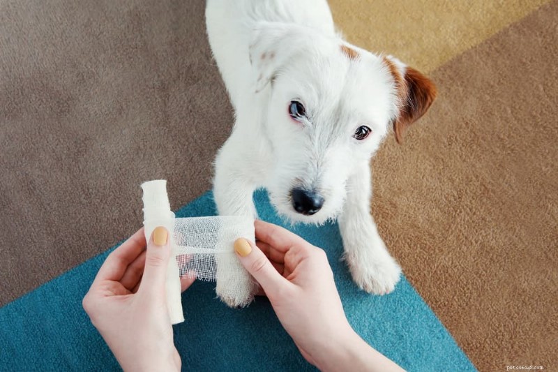 Preventing Hot Surface Burns on Your Dog’s Paws: Expert Tips