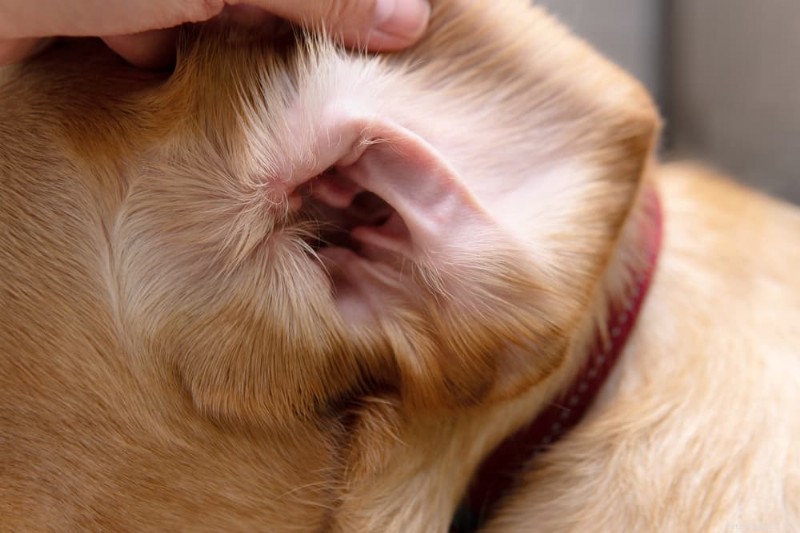 Dog Ear Wax Color Guide: What Each Shade Reveals About Your Pet’s Ear Health