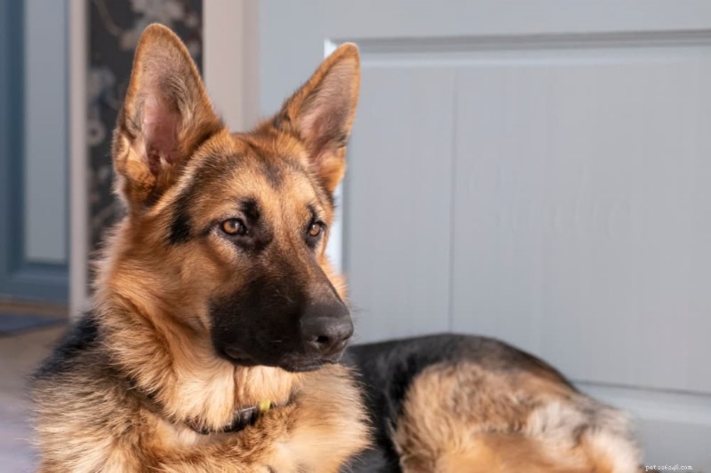 Dog Ear Wax Color Guide: What Each Shade Reveals About Your Pet’s Ear Health
