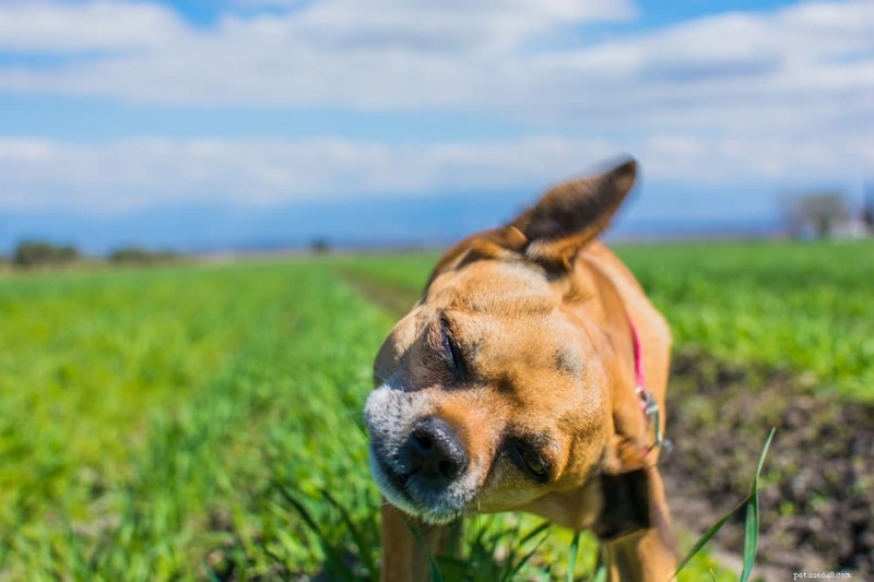 Dog Ear Wax Color Guide: What Each Shade Reveals About Your Pet’s Ear Health