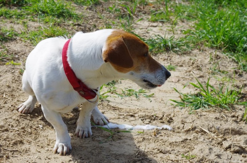 Dog Vomiting White Foam: Causes, Symptoms, and Veterinary Treatment