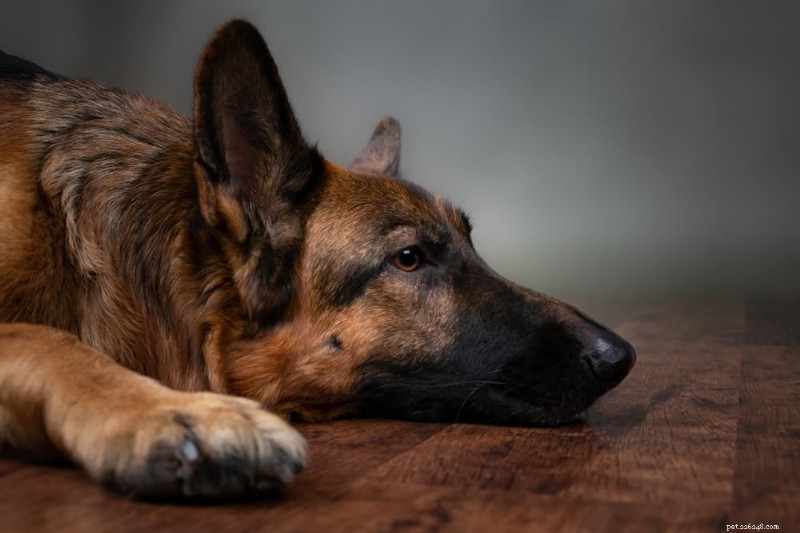 Dog Vomiting White Foam: Causes, Symptoms, and Veterinary Treatment