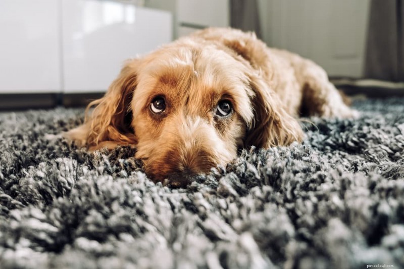 Dog Eye Stye: Symptoms, Diagnosis, and Effective Treatment Options