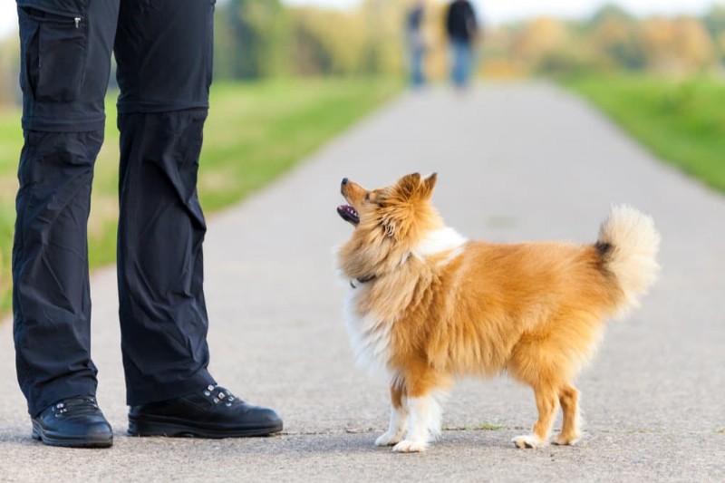 Understanding Black Dog Poop: Causes, Risks, and When to Seek Veterinary Care