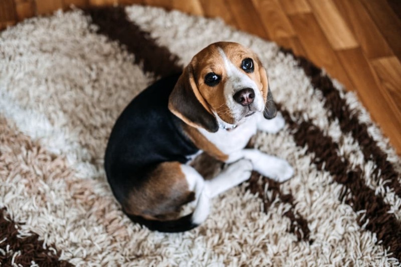 Dog Dry Heaving: Recognizing, Diagnosing, and Treating Gastric Dilatation Volvulus (GDV)