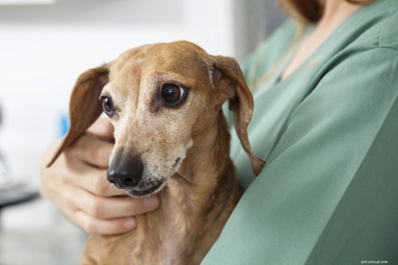 Dog Dry Heaving: Recognizing, Diagnosing, and Treating Gastric Dilatation Volvulus (GDV)