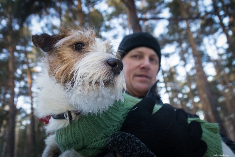 Dog Dry Heaving: Recognizing, Diagnosing, and Treating Gastric Dilatation Volvulus (GDV)