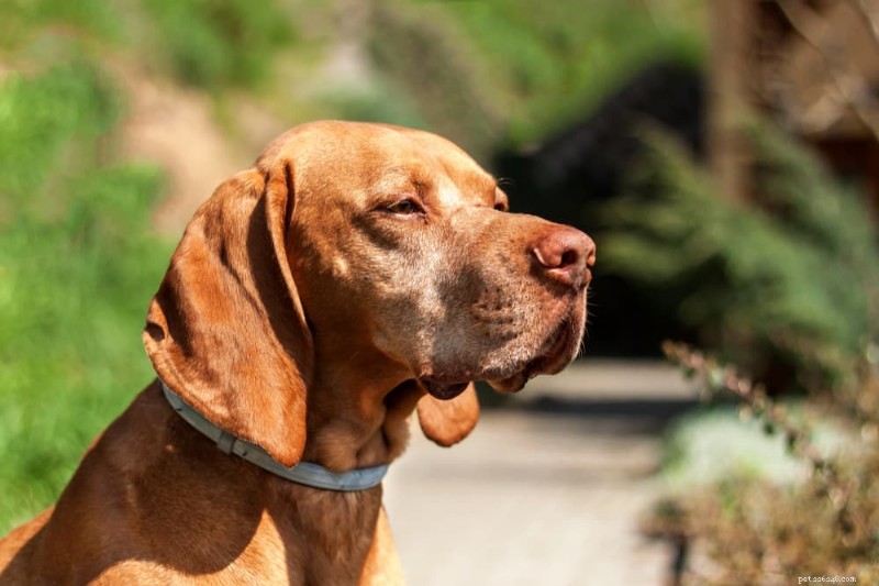 Dog Scabs Explained: Types, Causes, and Effective Treatments