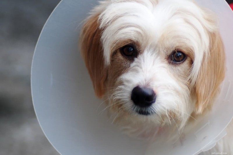 Dog Scabs Explained: Types, Causes, and Effective Treatments