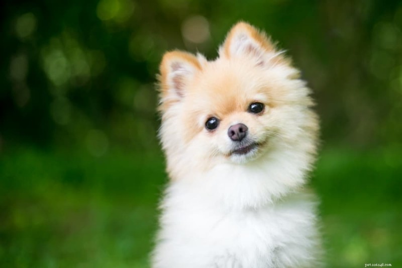 Yellow Vomiting in Dogs: Causes, Symptoms, and Expert Treatment Advice