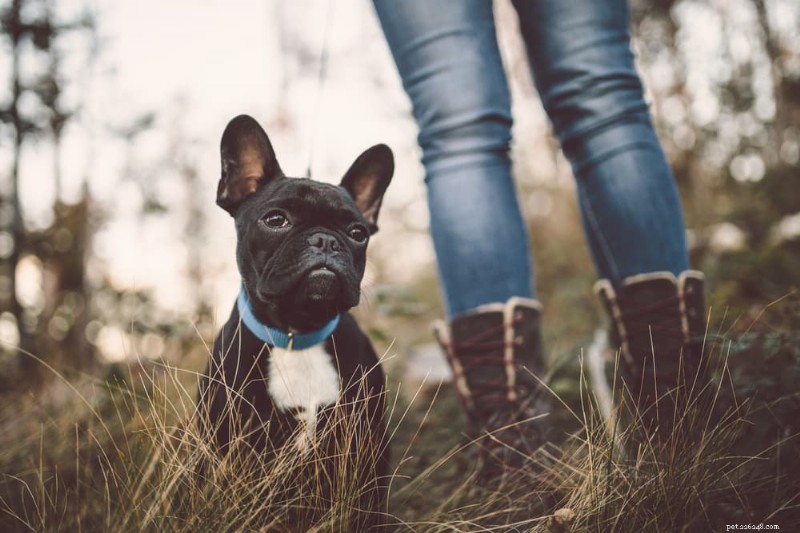 Yellow Vomiting in Dogs: Causes, Symptoms, and Expert Treatment Advice