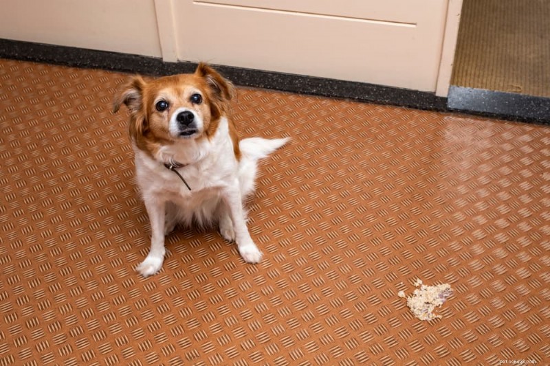 Dog Vomit Color Guide: Interpreting Every Shade for Better Health Care