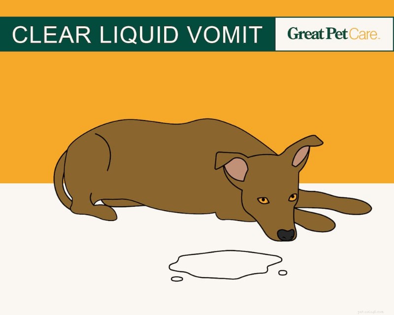 Dog Vomit Color Guide: Interpreting Every Shade for Better Health Care