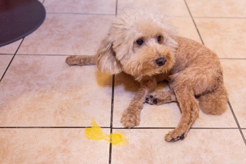 Dog Vomit Color Guide: Interpreting Every Shade for Better Health Care