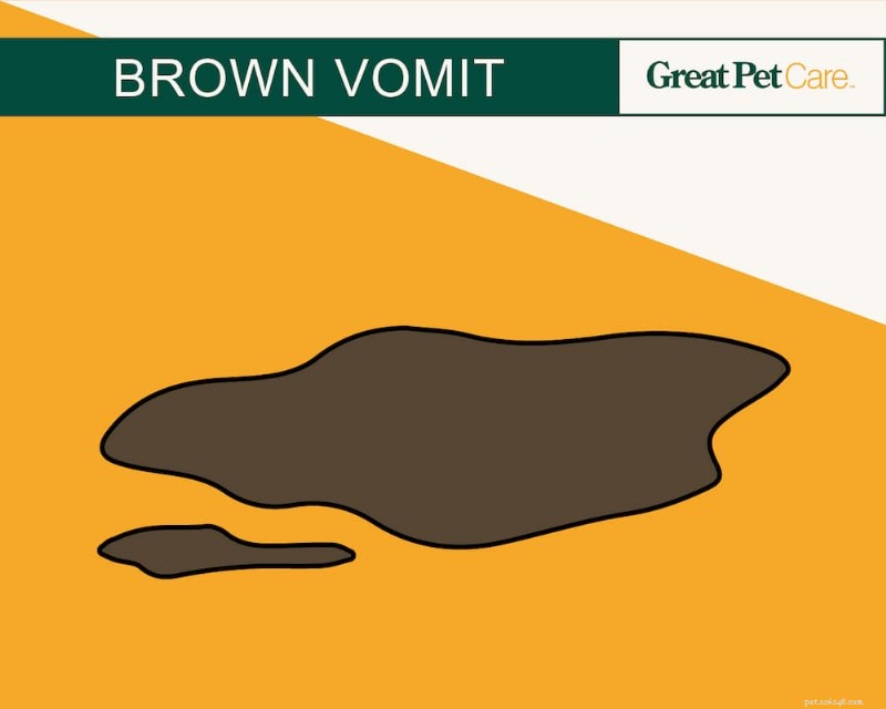 Dog Vomit Color Guide: Interpreting Every Shade for Better Health Care