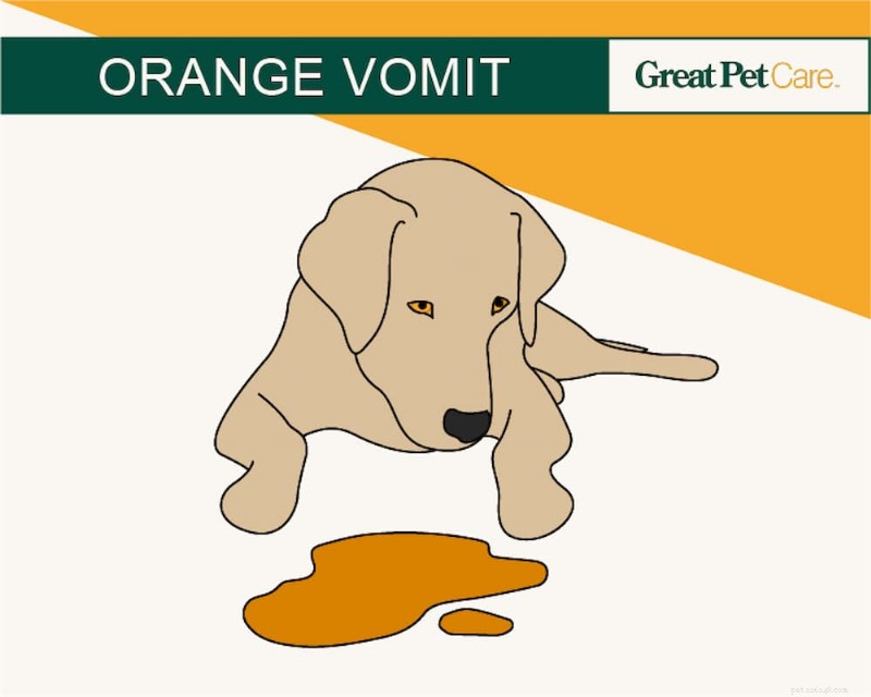 Dog Vomit Color Guide: Interpreting Every Shade for Better Health Care