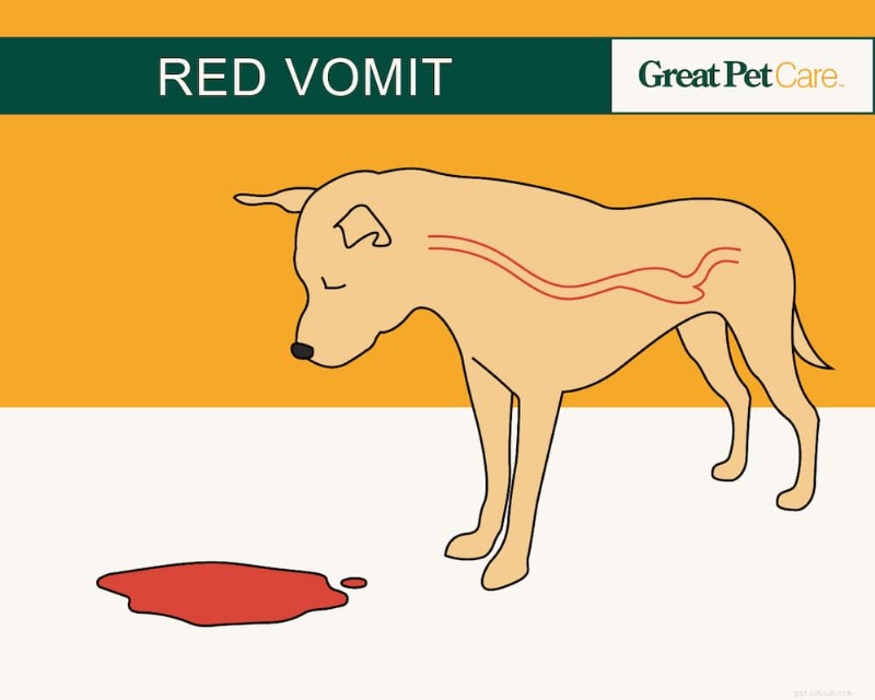 Dog Vomit Color Guide: Interpreting Every Shade for Better Health Care