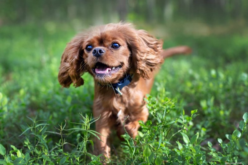 How and When Puppies Shed Their Baby Teeth