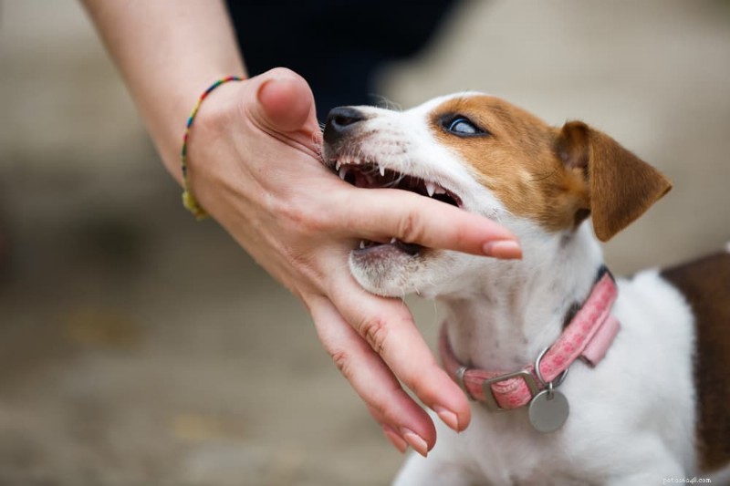 How and When Puppies Shed Their Baby Teeth