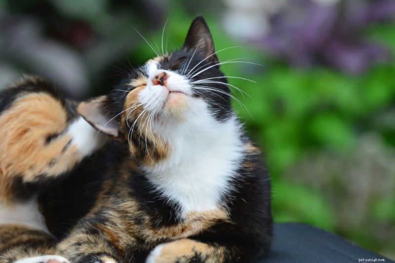Demodex Mites in Cats: Causes, Symptoms, Diagnosis, and Treatment