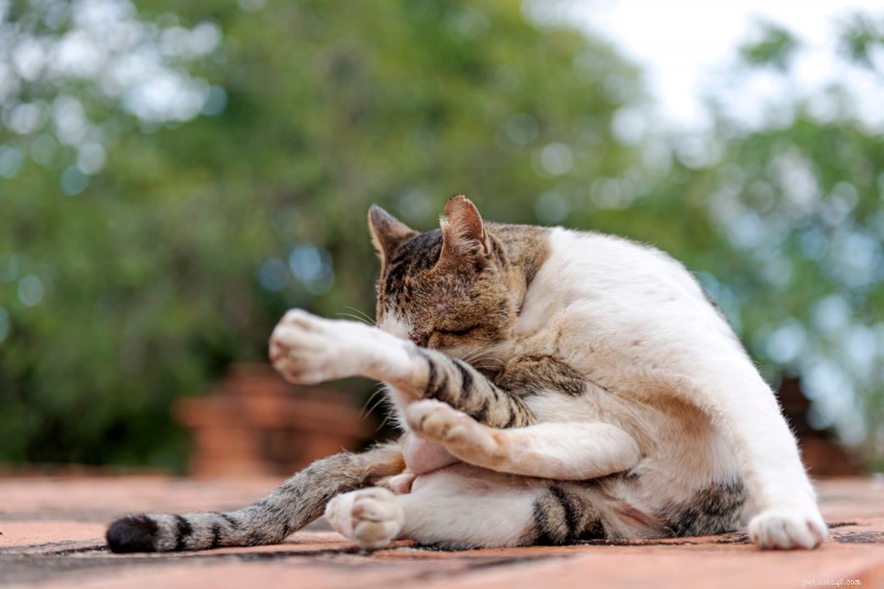 Cat Scabs: Types, Causes, and Effective Treatments