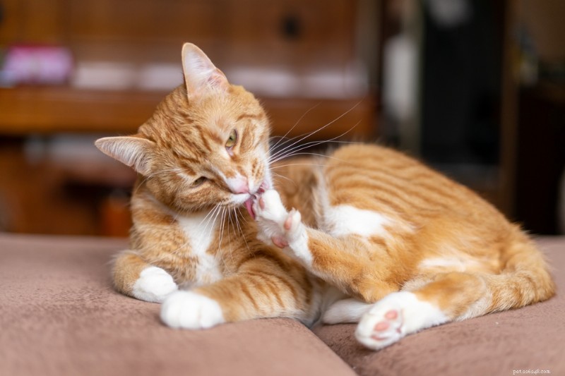 Cat Scabs: Types, Causes, and Effective Treatments