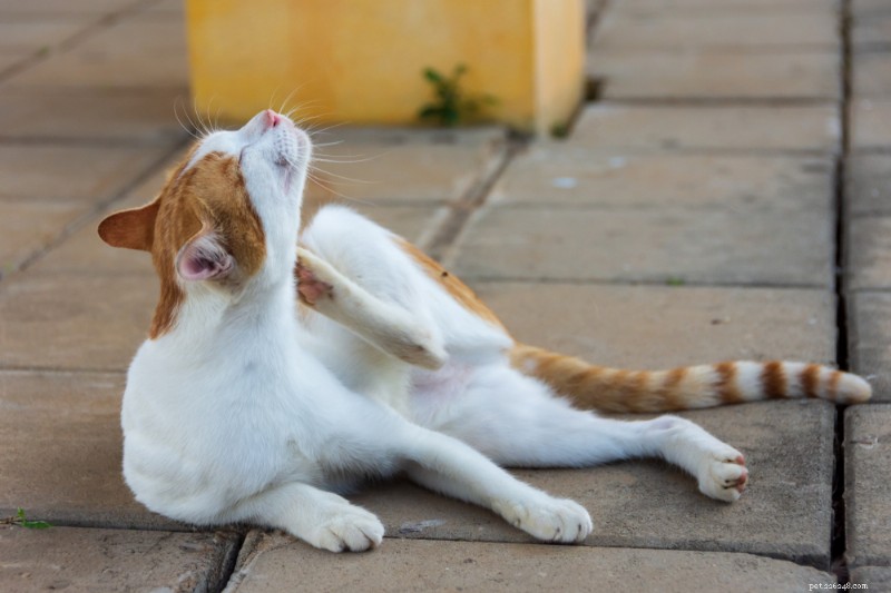 Cat Scabs: Types, Causes, and Effective Treatments