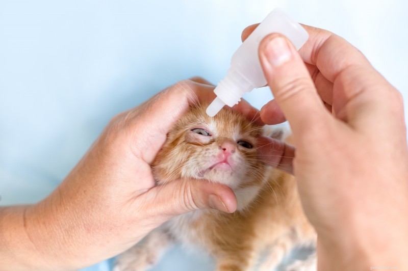 Cat Eye Drops: Types, Uses, and Vet-Recommended Options