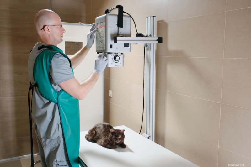 Cat X‑Rays: Costs, Procedure, and What to Expect