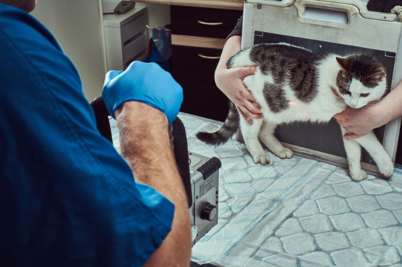 Cat X‑Rays: Costs, Procedure, and What to Expect