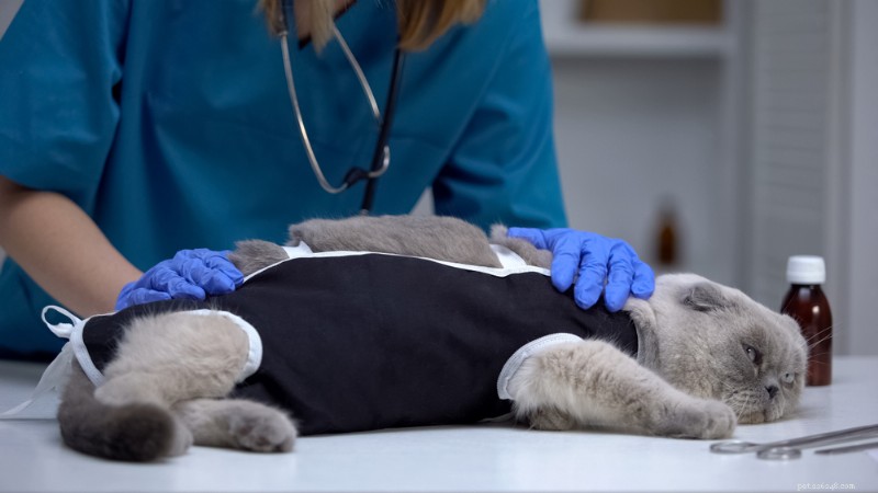 Cat Spay & Neuter: Comprehensive Guide to Costs, Procedures, and Post‑Surgery Care