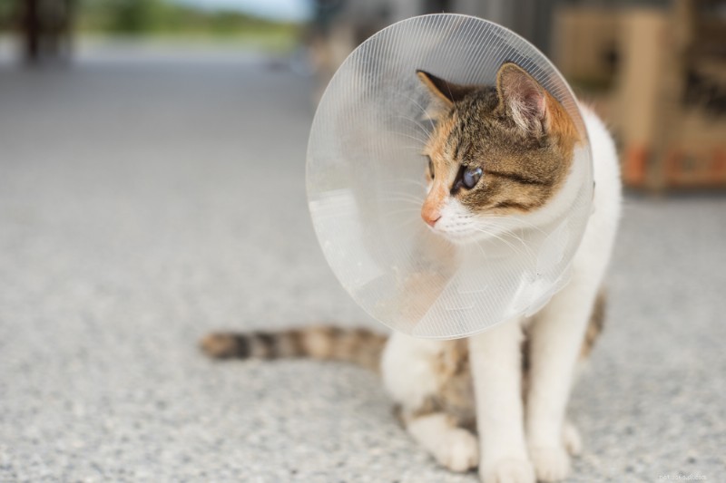 Cat Spay & Neuter: Comprehensive Guide to Costs, Procedures, and Post‑Surgery Care