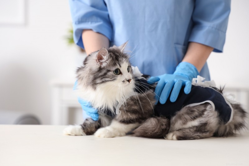 Cat Spay & Neuter: Comprehensive Guide to Costs, Procedures, and Post‑Surgery Care