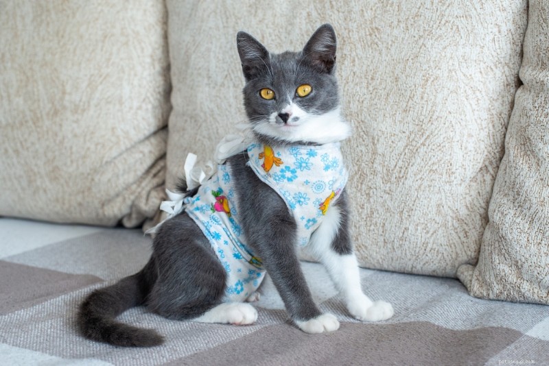 Cat Spay & Neuter: Comprehensive Guide to Costs, Procedures, and Post‑Surgery Care