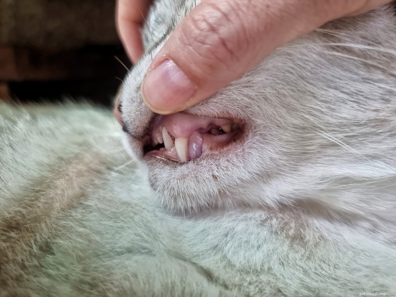 Why Your Cat’s Gums May Be Pale: 8 Common Causes & What to Do