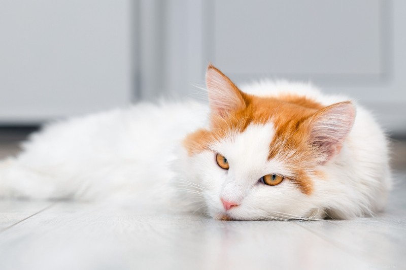 Why Your Cat’s Gums May Be Pale: 8 Common Causes & What to Do