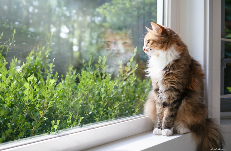 Why Your Cat’s Gums May Be Pale: 8 Common Causes & What to Do