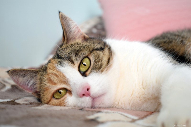 10 Key Signs of a Blocked Bile Duct in Cats: Spot the Symptoms Early