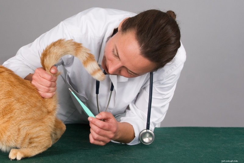 Recognizing Fever in Cats: Signs, Temperature Checks, and When to Seek Veterinary Care