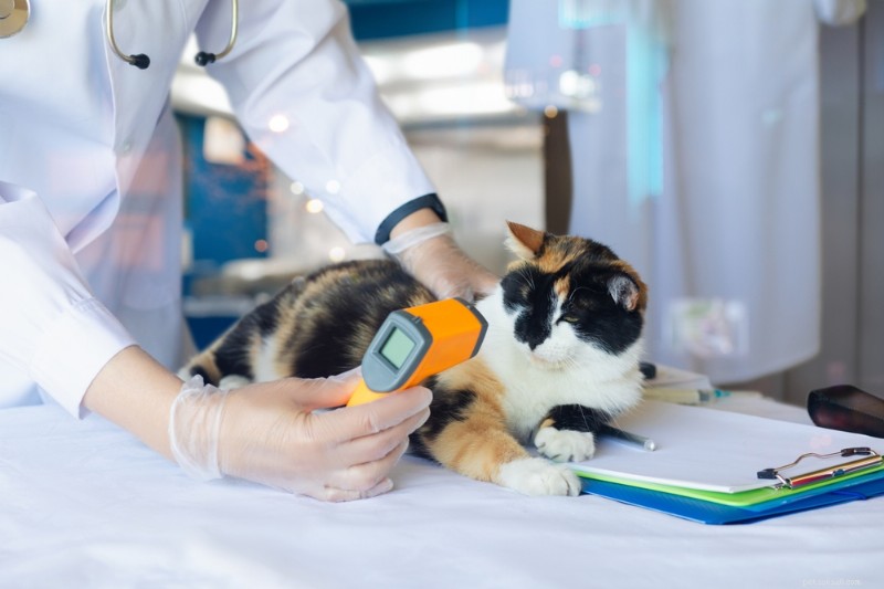 Recognizing Fever in Cats: Signs, Temperature Checks, and When to Seek Veterinary Care