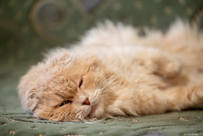 Understanding Cat Lethargy: Causes, Symptoms, and Expert Care Tips