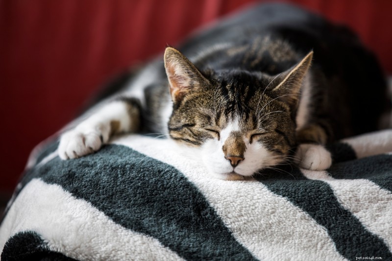 Understanding Cat Lethargy: Causes, Symptoms, and Expert Care Tips