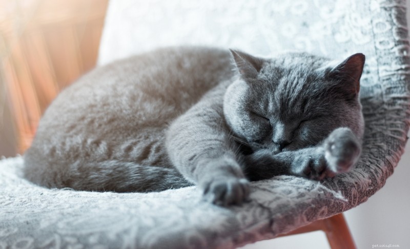 Understanding Cat Lethargy: Causes, Symptoms, and Expert Care Tips