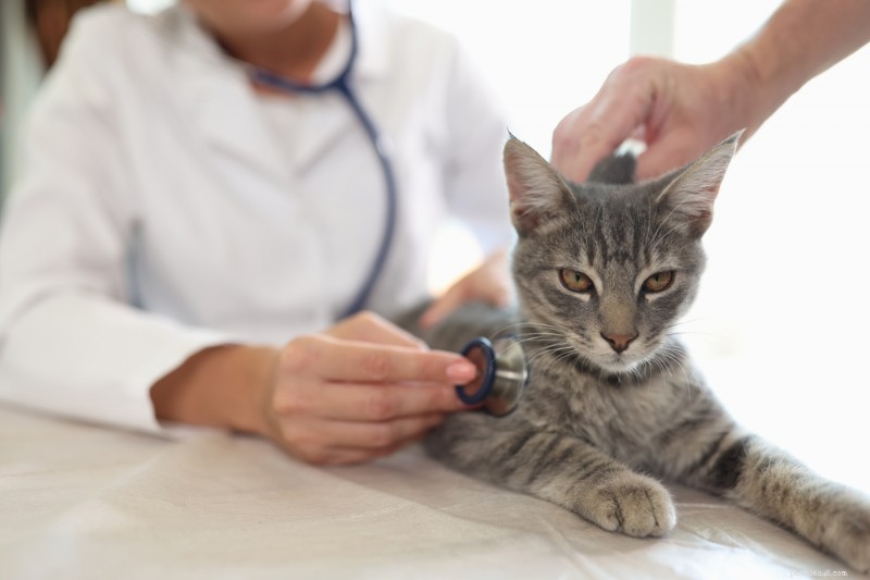 Understanding Cat Lethargy: Causes, Symptoms, and Expert Care Tips