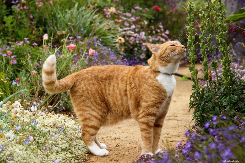 Cat Summer Safety: 6 Essential Tips to Protect Your Feline from Heat, Parasites & More