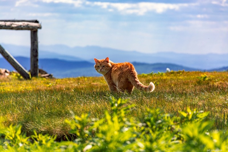 7 Expert Tips for a Safe and Joyful Cat Summer