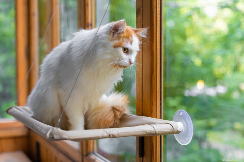 7 Expert Tips for a Safe and Joyful Cat Summer