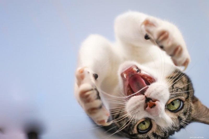 Your Cat Ate String: Potential Risks & Immediate Action Steps
