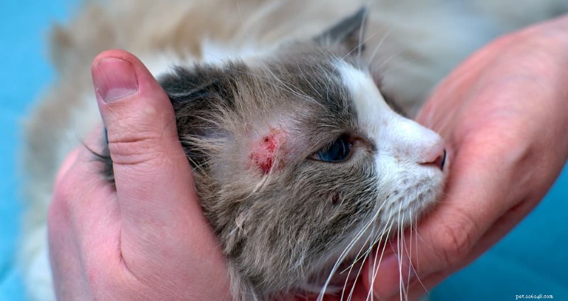 Cat Fungal Infections: 10 Common Types, Signs, and Treatment Options